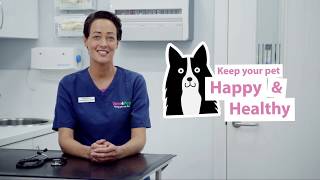 How To Spot and Treat Kennel Cough In Dogs  Vets4Pets [upl. by Griffy]