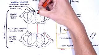 Sensory Tracts  Dorsal Column Medial lemniscus Pathway [upl. by Inor334]