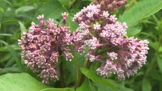 Plant portrait  Common milkweed Asclepias syriaca [upl. by Enecnarf]