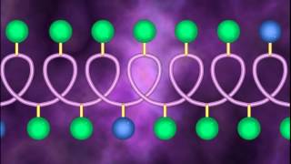 Protein Structure and Denaturation  A Level Biology [upl. by Eilsew166]