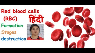 Red blood cells in hindi  formation  haemoglobin  oxygen transport  destruction  stages [upl. by Noah689]