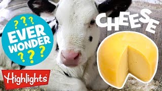 🧀Did You Ever Wonder How Cheese Is Made 🧀 Highlights Kids [upl. by Pyle510]