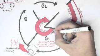 Cell Cycle Overview Interphase [upl. by Wisnicki873]