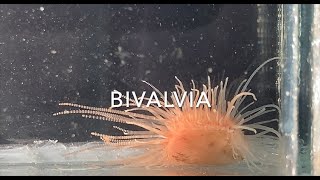 Bivalvia [upl. by Demmahum]