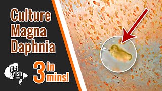 How to culture DAPHNIA MAGNA  The easy way [upl. by Weight]