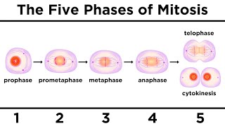 Mitosis How One Cell Becomes Two [upl. by Marteena]