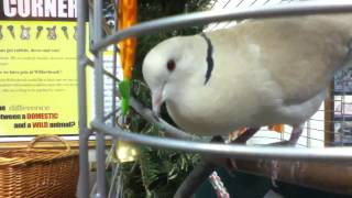 Ring Necked Dove Cooing [upl. by Laehcim746]