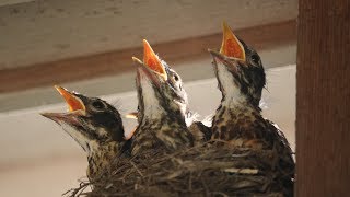 Baby Robins Feeding to First Flight amp Leaving Nest HD [upl. by Trammel]