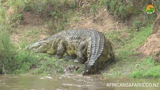 Large Nile Crocodile  Masai Mara River  Wild Africa [upl. by Epolulot]