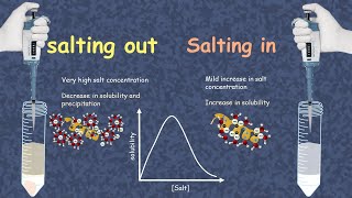 Salting in and salting out  How does salting out happen  what is salting in of proteins [upl. by Stannwood]