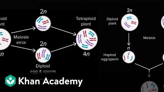 Allopatric and sympatric speciation  Biology  Khan Academy [upl. by Margareta]