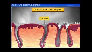 CBSE Class 11 Biology  The Human Digestive System [upl. by Timms854]