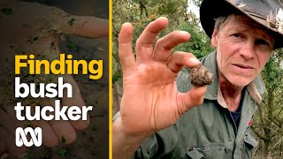 Eating native bush foods and medicines along an ancient riverway  ABC Australia [upl. by Catherin]