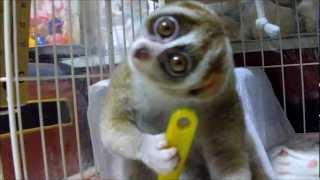 Brushing Slow Loris [upl. by Candy]