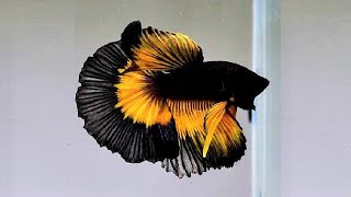 10 Most Beautiful Betta Fish in the World [upl. by Onitnas]