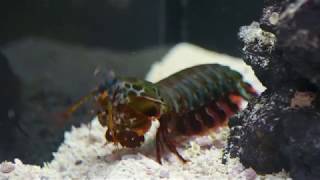 Underwater Beauty Mantis Shrimp Punch [upl. by Troxell873]