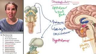 Brain 6 Diencephalon [upl. by Nilre]