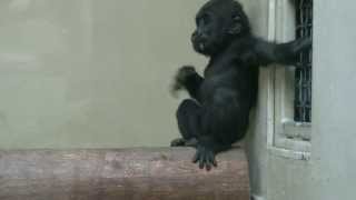 Baby Gorilla Beats His Chest [upl. by Braunstein687]