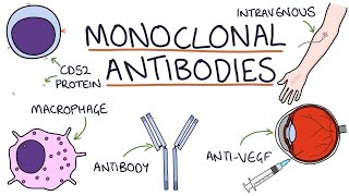 How do monoclonal antibodies work Rituximab infliximab adalimumab and others [upl. by Anilehcim]