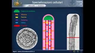 Citologia 24  Specializzazioni cellulari [upl. by Amero58]