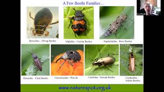 Identify  Beetles Bugs and Other Insects [upl. by Ahtabat]