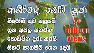 Ashirwada Bodhi Puja  ආශිර්වාද බෝධි පුජා [upl. by Enalahs]