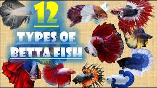 12 Types of Betta Fish [upl. by Portingale48]