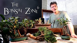 Creating Jade Bonsai Part 1 The Bonsai Zone Feb 2019 [upl. by Merras]