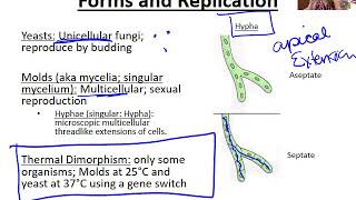 Introduction to Fungi [upl. by Drofhsa]