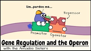 Gene Regulation and the Operon [upl. by Aihsila528]