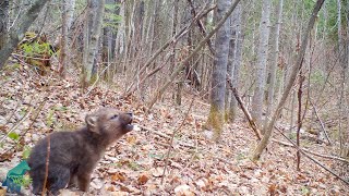 Wolf Howls Captivating Moments [upl. by Eboj]