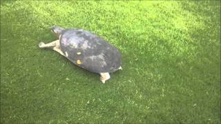 Softshell Turtle Running Back To Lake [upl. by Hyrup]