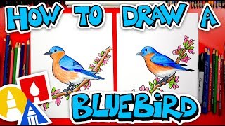 How To Draw A Bluebird [upl. by Nottnerb]