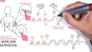 Epigenetics basics  Garvan Institute [upl. by Rosalinda]