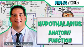 Neurology  Hypothalamus Anatomy amp Function [upl. by Isolt]