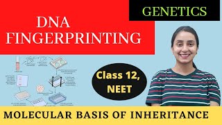 DNA Fingerprinting  Class 12  Molecular Basis of Inheritance [upl. by Meerek]