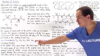 Structure of Proteins [upl. by Aiket767]