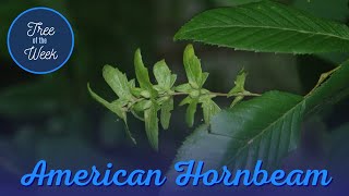 Tree of the Week American Hornbeam [upl. by Seedman]