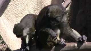 Monkeys at the San Diego Zoo in HD [upl. by Miarfe]