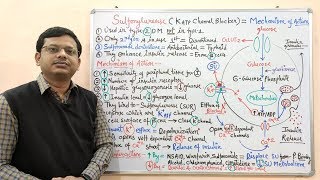 Diabetes Mellitus Part10 Mechanism of Action of Sulfonylurease  Antidiabetic Drugs  Diabetes [upl. by Rehtaeh]