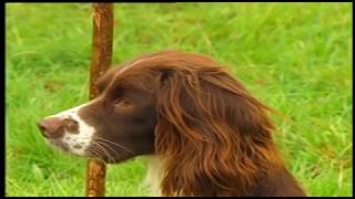 MODERN GUNDOG TRAINING SPRINGER SPANIEL PART 1 [upl. by Delores]