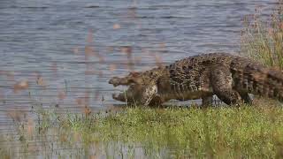 Big mugger crocodile Crocodylus palustris in Wilpattu national park [upl. by Aniar]