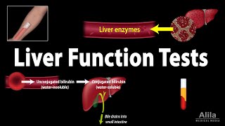 Liver Function Tests LFTs Animation [upl. by Hewet22]