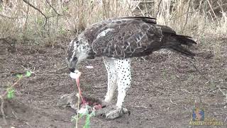 Young Martial Eagle eating the eggs of a Monitor Lizard [upl. by Britte]