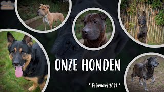 Dierenasiel Tienen  Onze honden [upl. by Ardnuas]