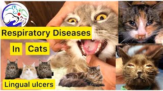 Cat Respiratory Diseases  Feline Calicivirus  Signs and treatment [upl. by Beitnes25]