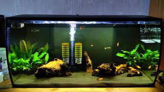 fluval flex 123l [upl. by Ahse]