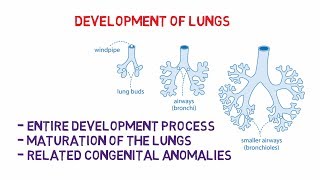 Stage 4 Lung Cancer Symptoms Treatment Life Expectancy  Episode 22 [upl. by Muller71]