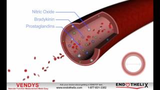 What is Endothelial Dysfunction [upl. by Alyos]