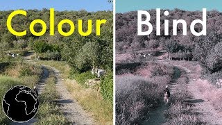 How Color Blindness Works [upl. by Alram]